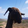 giomu's profile picture