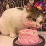 meow's profile picture