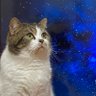 頭宇宙猫 profil fotoğrafı