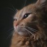 pedrin profil fotoğrafı