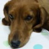 ＠ちびちゃん🐶貴方を一生愛してます。's profile picture