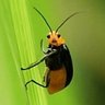 Profilbild von Just a Bug