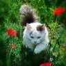 Фото профиля Lovely Girl