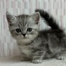 きなこ 的头像