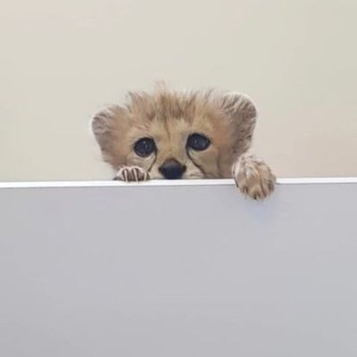 بهار ایران's profile picture