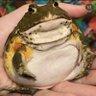 Frog 的头像
