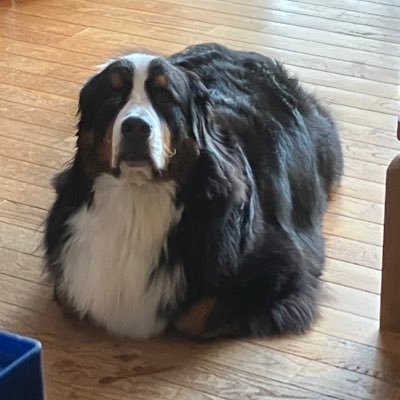 ボスちん's profile picture