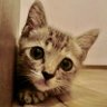 まめねこ's profile picture