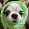 あきゃるん 的头像