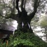 Фото профиля 大樹の葉