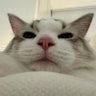 🐱 profil fotoğrafı