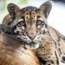 Фото профиля Clouded Leopard