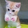 ゆ←た#はむたみんB profil fotoğrafı