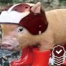Profilbild von ragebot