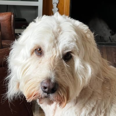 Karen4America2's profile picture