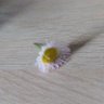 ぴぺぽ profil fotoğrafı