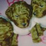 おちょーちゃん 的头像