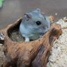 よち☆@ヨシオ先輩🐹's profile picture