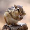 risu profil fotoğrafı