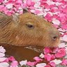 Profilbild von うさぴょん