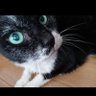 おかゆ(R.N. むぎ) 的头像
