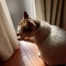 ねこのポー 的头像