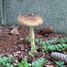Фото профиля 牧場おどり