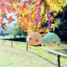 Фото профиля sakiko_mu