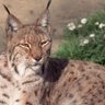 Profilbild von Tassili Smain