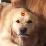 xreggs's profile picture