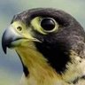 ابوبدر..الصقر..‏ profil fotoğrafı