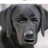 Djoka profil fotoğrafı