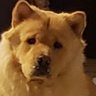 Profilbild von Dog Faced Pony Soldier