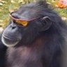 Bruno Bruno's profile picture