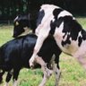 乳牛バック profil fotoğrafı