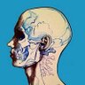 ڤالريس's profile picture