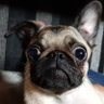 mofumaru723's profile picture