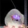 JimeV Augmented Mouse 的头像