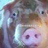 這頭豬啥時能壽終正寢?😷 的头像