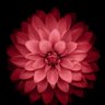 The Wealthest Lady's profile picture