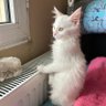 Akın 的头像