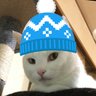 ムギとホップ🐱🍺🐈⬛🐼♪ 的头像