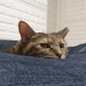 Фото профиля 猫屋敷にゃんこ