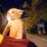 🌙 profil fotoğrafı