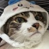 ばけこ 的头像