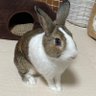 どんちゃん(どんぐり) profil fotoğrafı