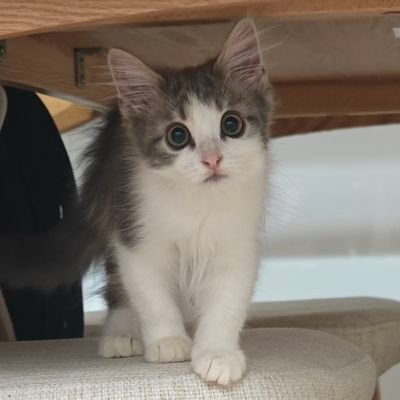 りん🐈ノルウェージャンフォレストキャット's profile picture