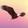 Eagle 的头像