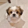 IMO 🎯 profil fotoğrafı