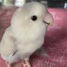 ムキむぎちゃん 的头像